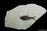 Inch Diplomystus Fish Fossil #271-1